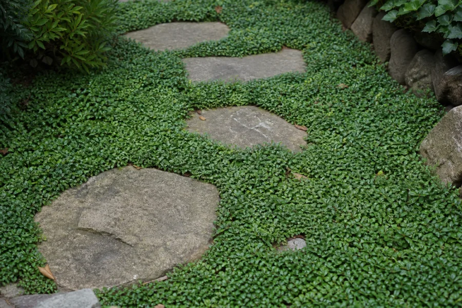 Dense living groundcover growing between stone steps