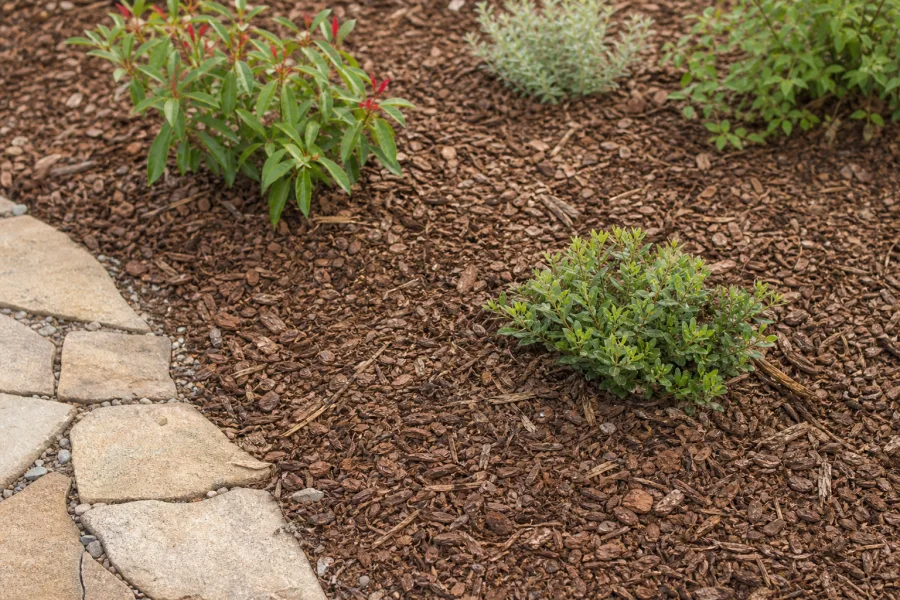 Shredded wood mulch covering soil around young shrubs