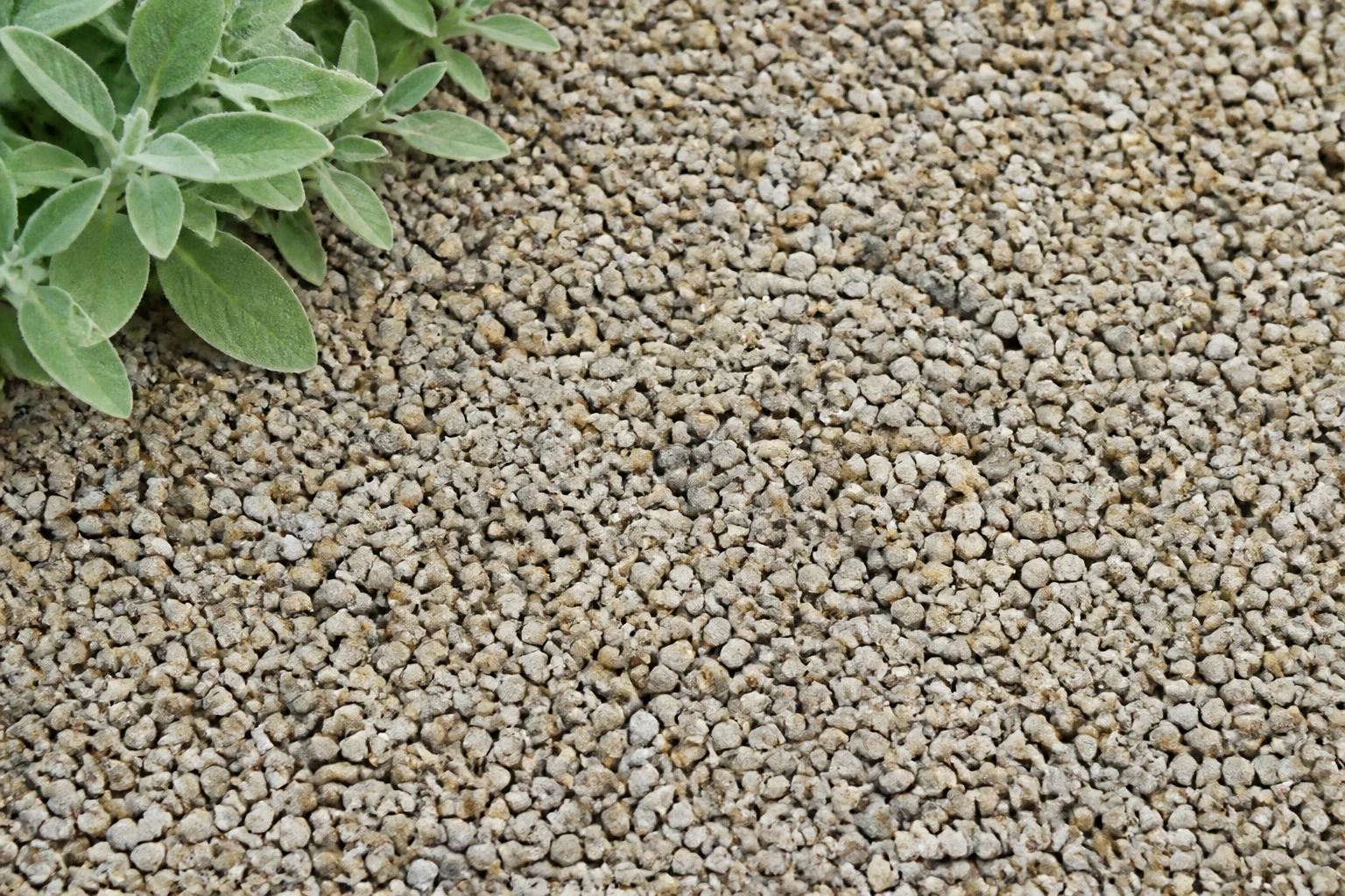 Fine pale gravel used as mineral mulch beside silvery foliage
