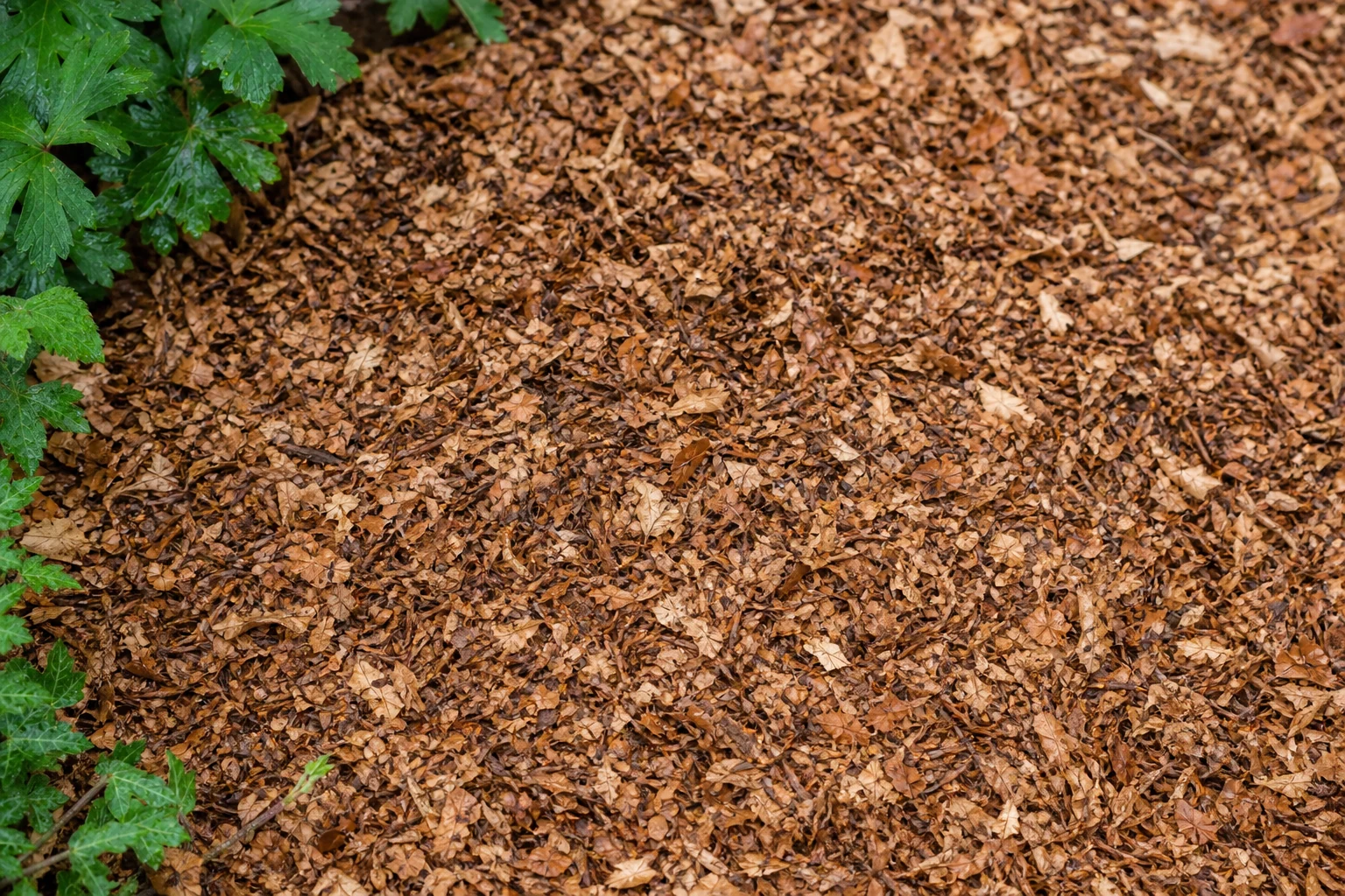 Small chopped brown leaf pieces used as loose mulch in a woodland bed