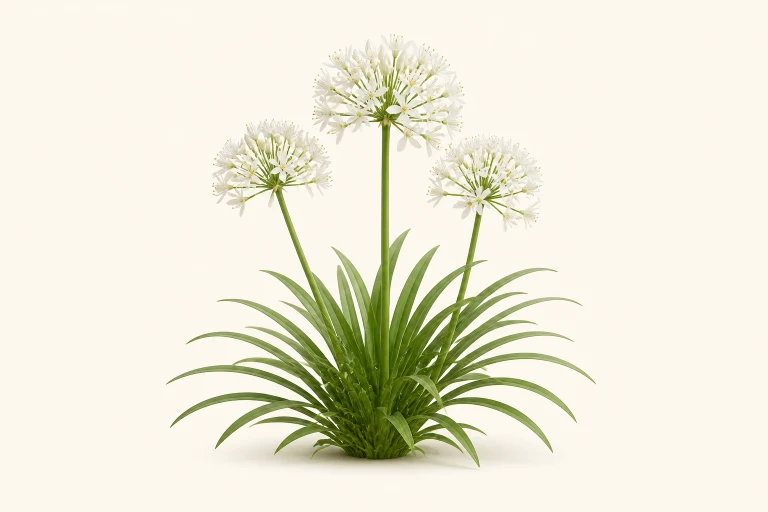 Agapanthus botanical thumbnail