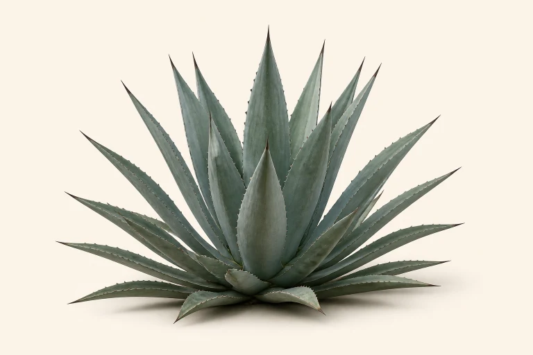 Agave botanical thumbnail