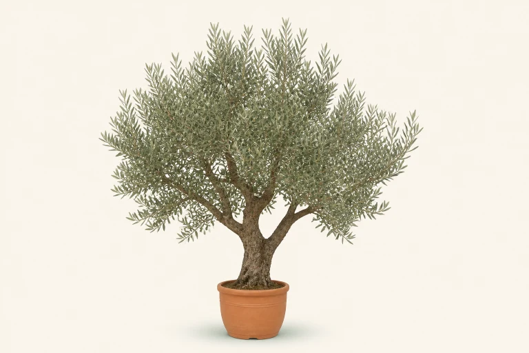 Olive botanical thumbnail
