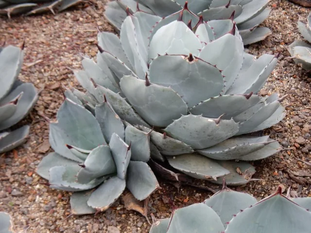 Artichoke Agave (Agave parryi var. truncata) in a catalog reference photograph
