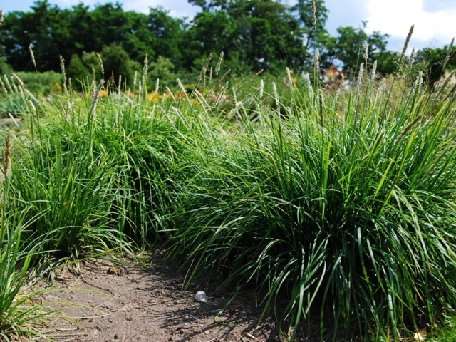 Autumn Moor Grass (Sesleria autumnalis) in a catalog reference photograph