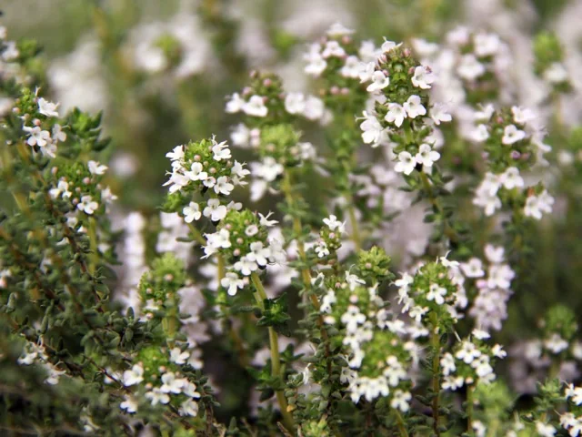 Common Thyme (Thymus vulgaris) in a catalog reference photograph