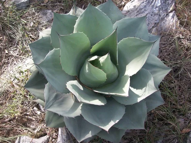 Whale's Tongue Agave (Agave ovatifolia) in a catalog reference photograph