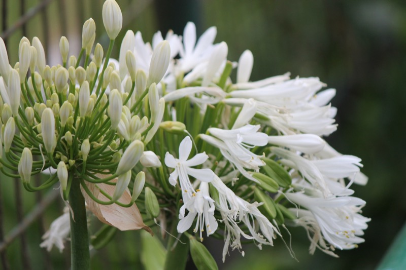 Agapanthus plant photo