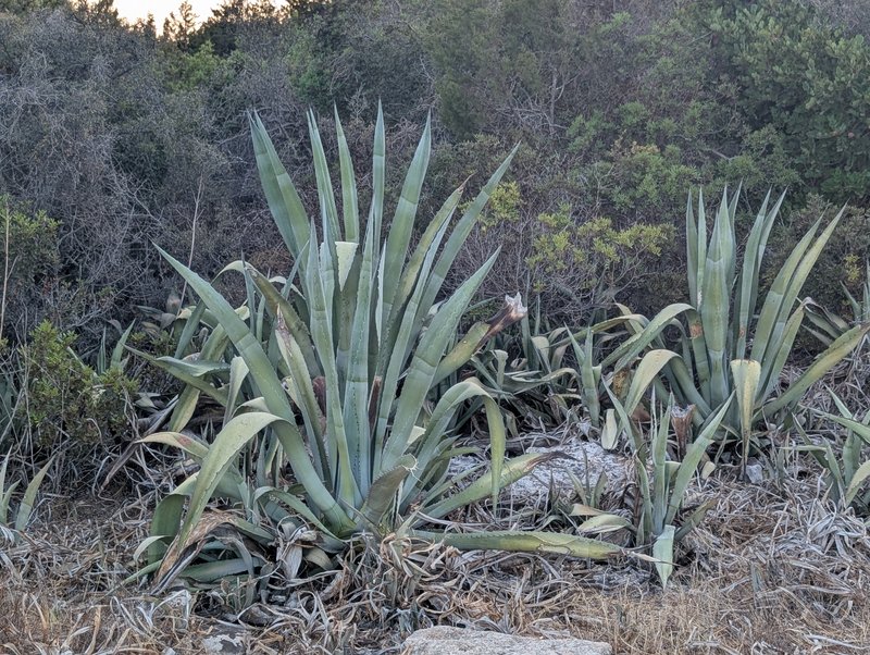 Agave plant photo