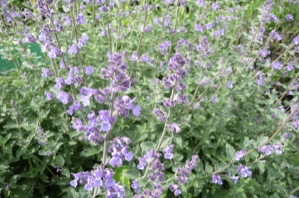 Catmint plant photo