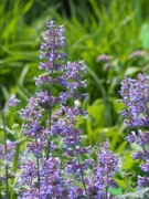 Catmint plant photo