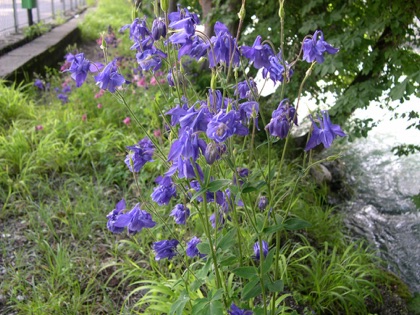 Columbine plant photo