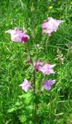 Columbine plant photo