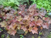 Heuchera / coral bells plant photo