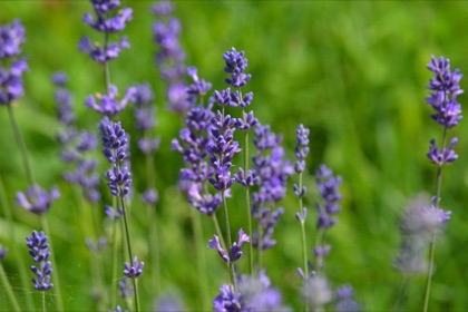 English Lavender plant photo