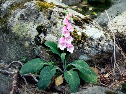 Foxglove plant photo