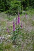 Foxglove plant photo