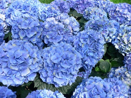 Hydrangea plant photo
