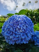 Hydrangea plant photo