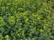 Lady's mantle plant photo
