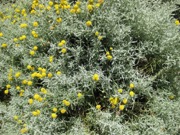 Low ground cover or edge plant plant photo