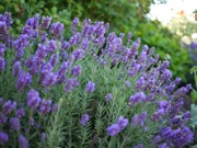 Lavender, salvia, or local flowering substitute plant photo