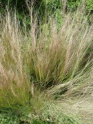 Ornamental grass or fine-texture plant plant photo