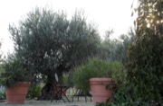 Olive plant photo