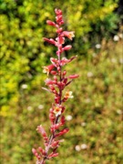 Red Yucca plant photo