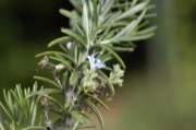 Compact evergreen or low-water shrub plant photo